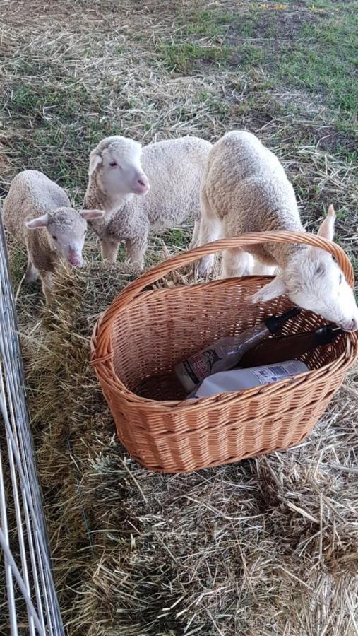 New Horizons Farm * Smeaton